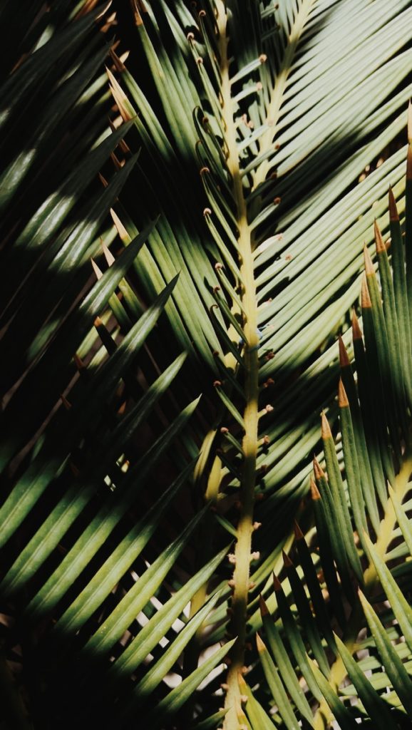 green palm tree during daytime